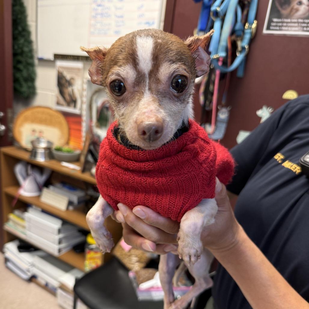 Tito (Courtesy Post), Adoptable, Senior Male Chihuahua.