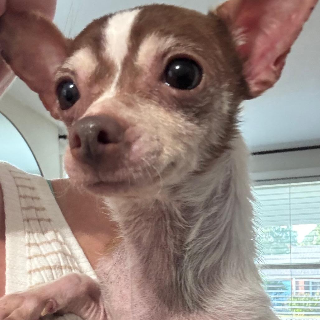 Enlarge Tito (Courtesy Post), a Adoptable mixed breed in Durham, NC image 2/6