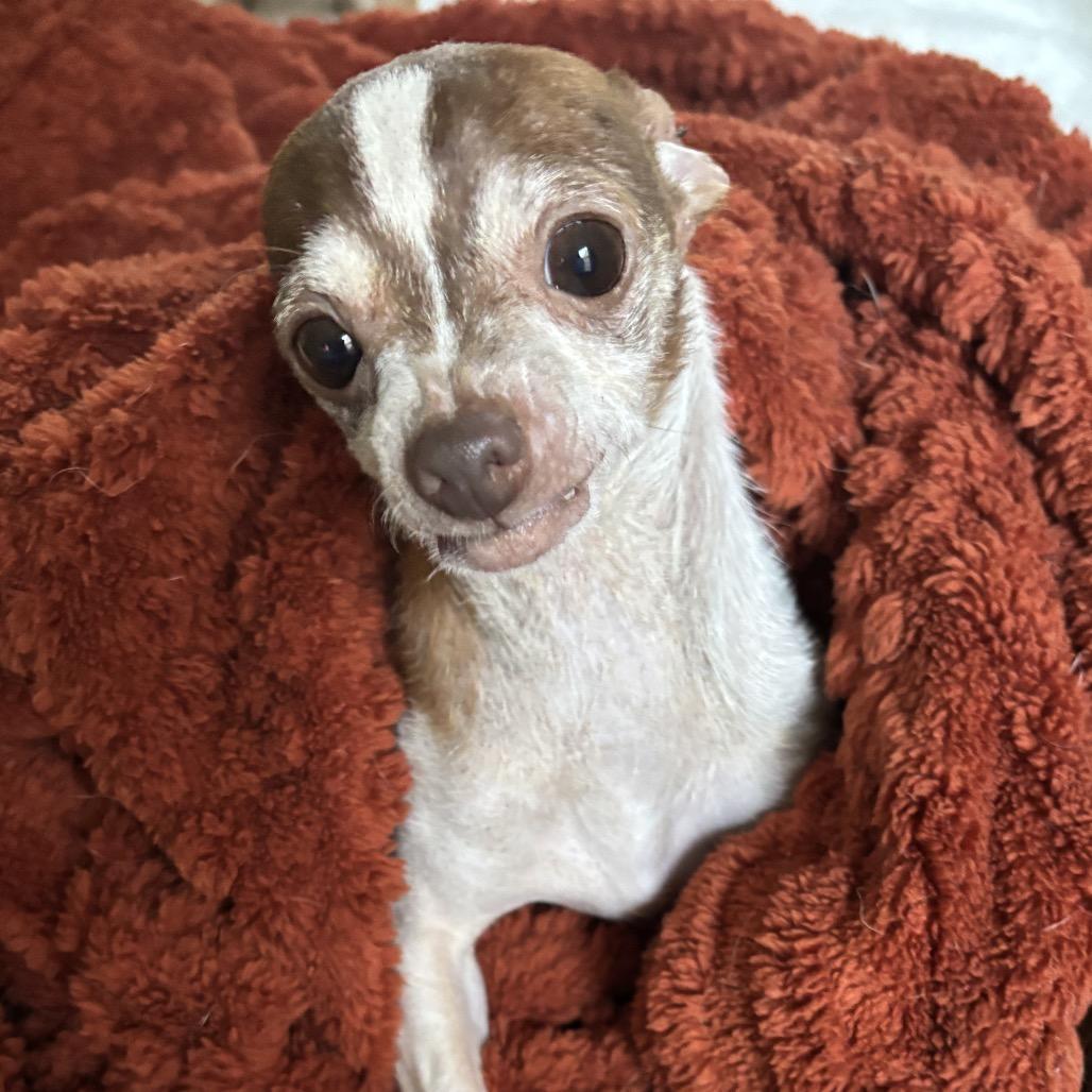 Enlarge Tito (Courtesy Post), a Adoptable mixed breed in Durham, NC image 3/6