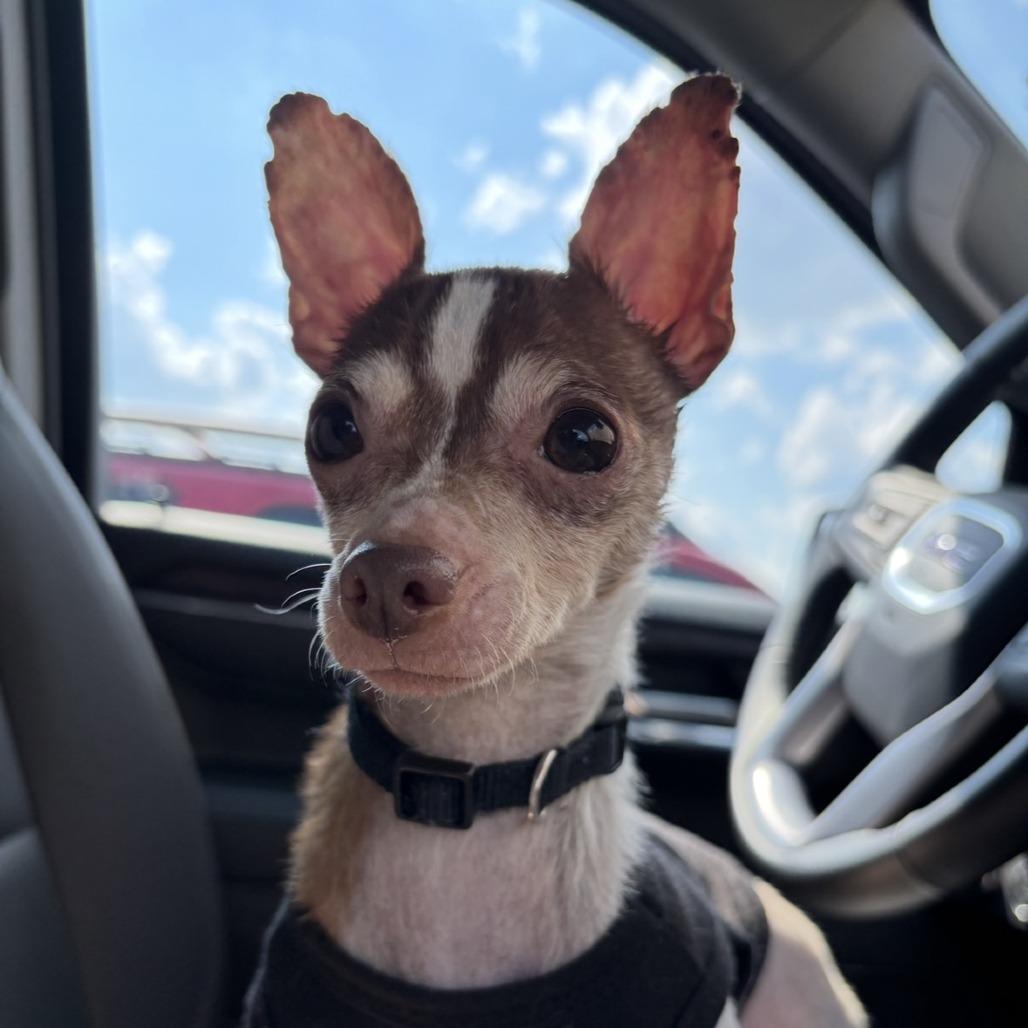 Enlarge Tito (Courtesy Post), a Adoptable mixed breed in Durham, NC image 4/6