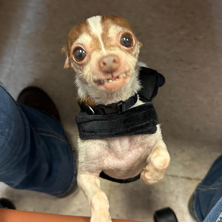 Enlarge Tito (Courtesy Post), a Adoptable mixed breed in Durham, NC image 5/6