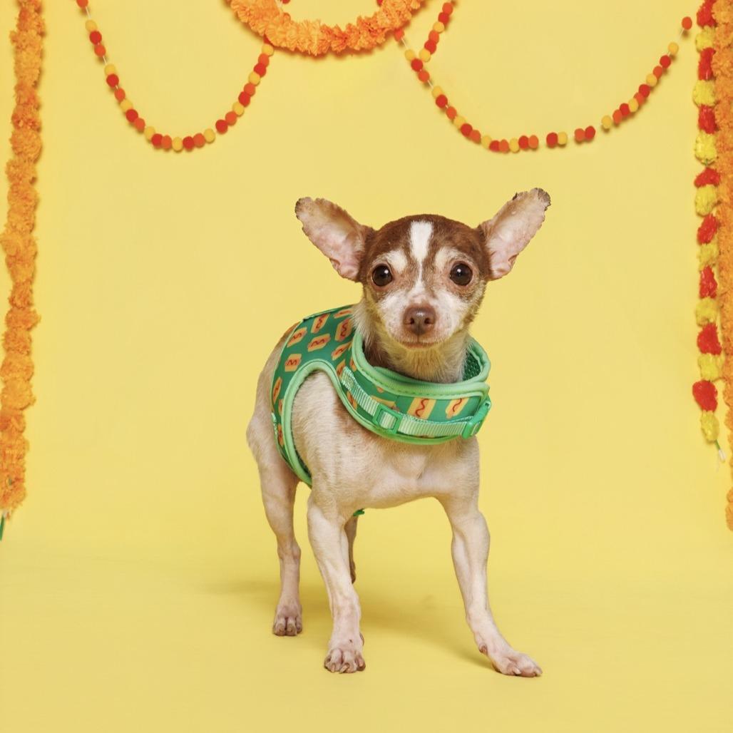 Enlarge Tito (Courtesy Post), a Adoptable mixed breed in Durham, NC image 6/6