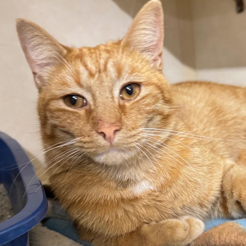 Enlarge MAVERICK, a Adopted mixed breed in Battle Creek, MI image 1/1