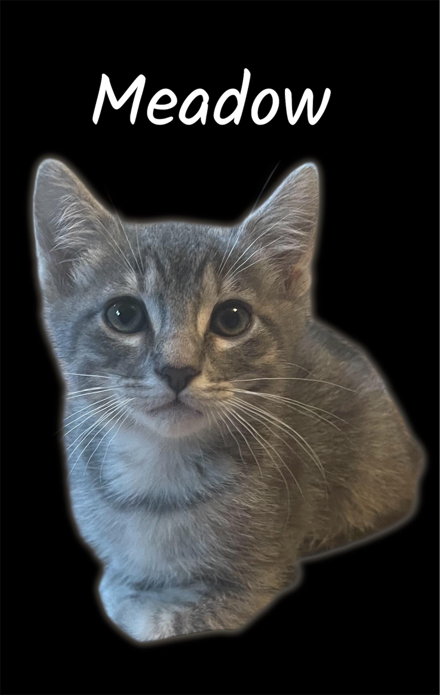 Meadow, ADOPTABLE, Kitten Female Domestic Short Hair.
