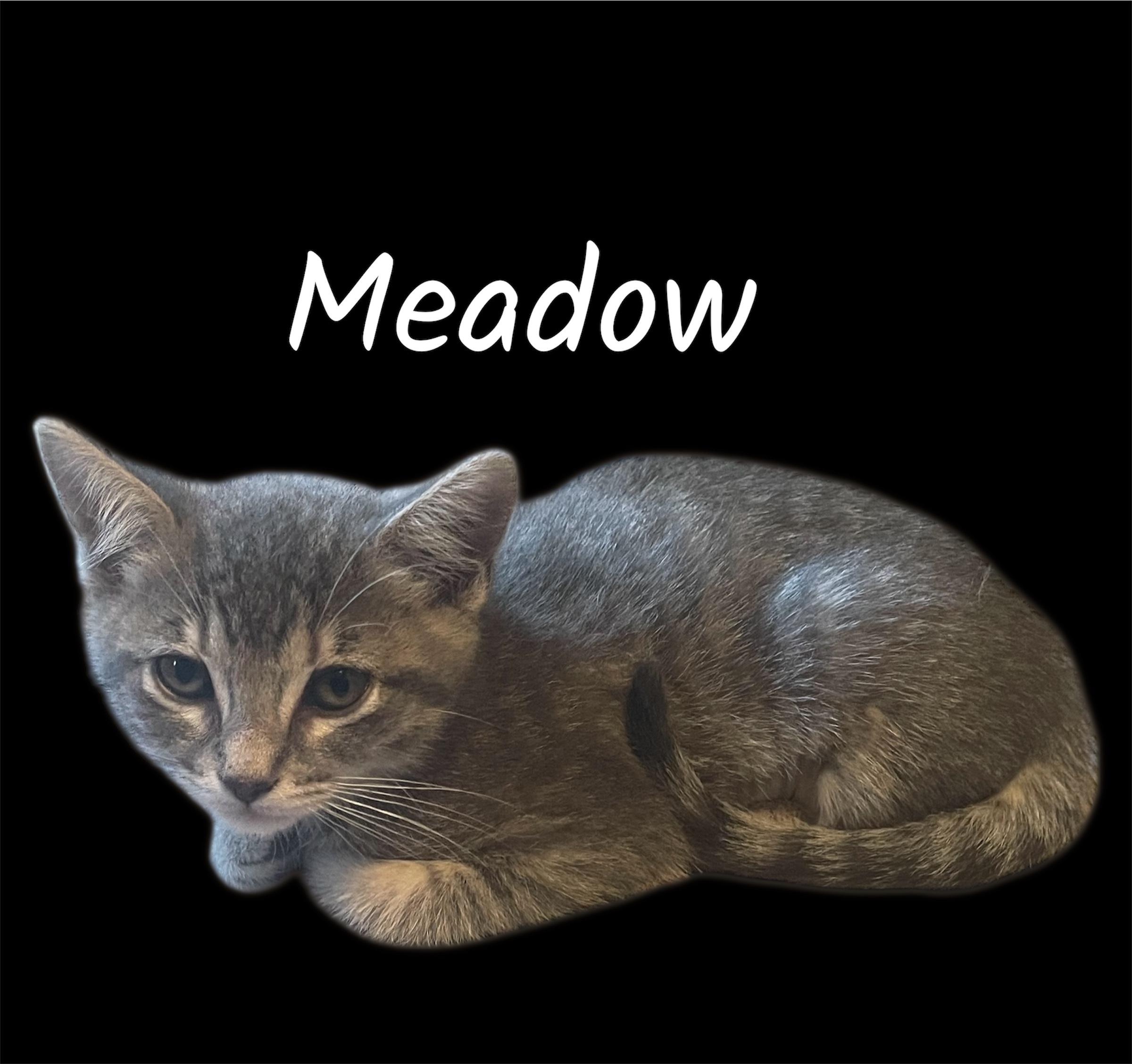 Meadow, a ADOPTABLE Domestic Short Hair in Auburn, CA image 2/2