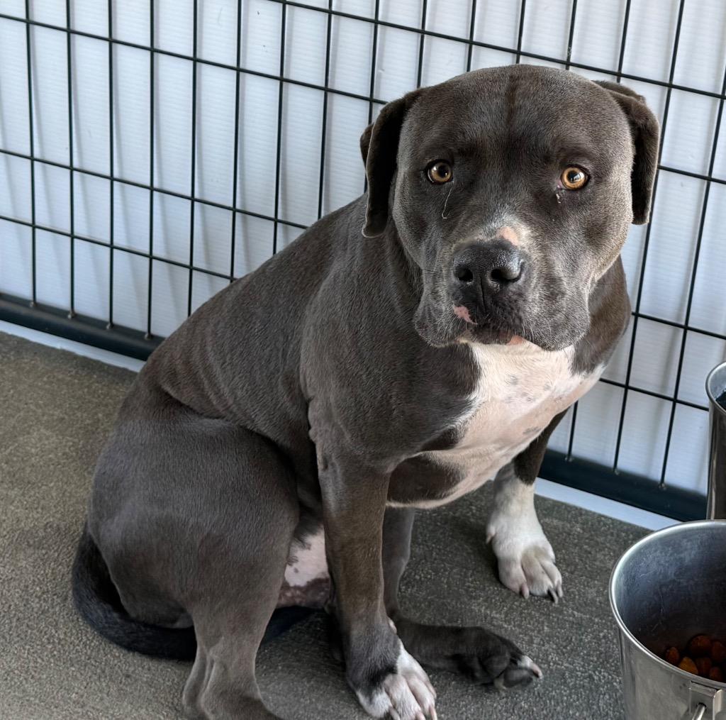 Chestnut, Adoptable, Adult Male Staffordshire Bull Terrier & Mixed Breed.