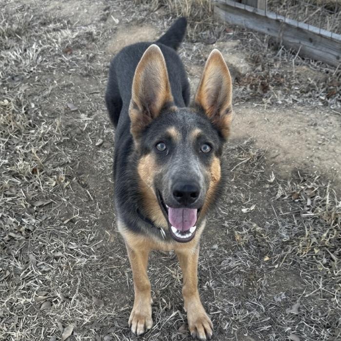 Iris, ADOPTABLE, Young • Female, German Shepherd Dog & Australian Kelpie.
