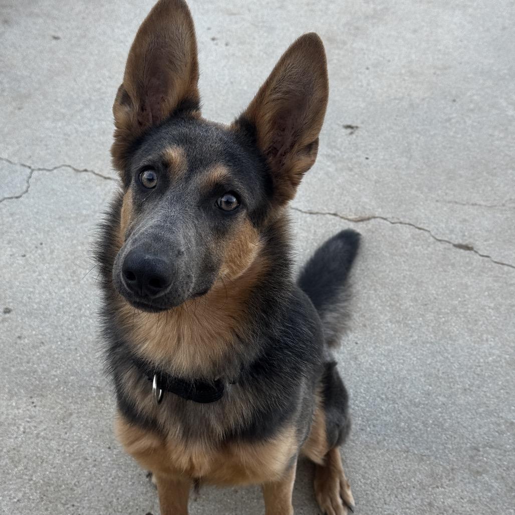 Enlarge Iris, a Adoptable mixed breed in San Diego, CA image 2/6