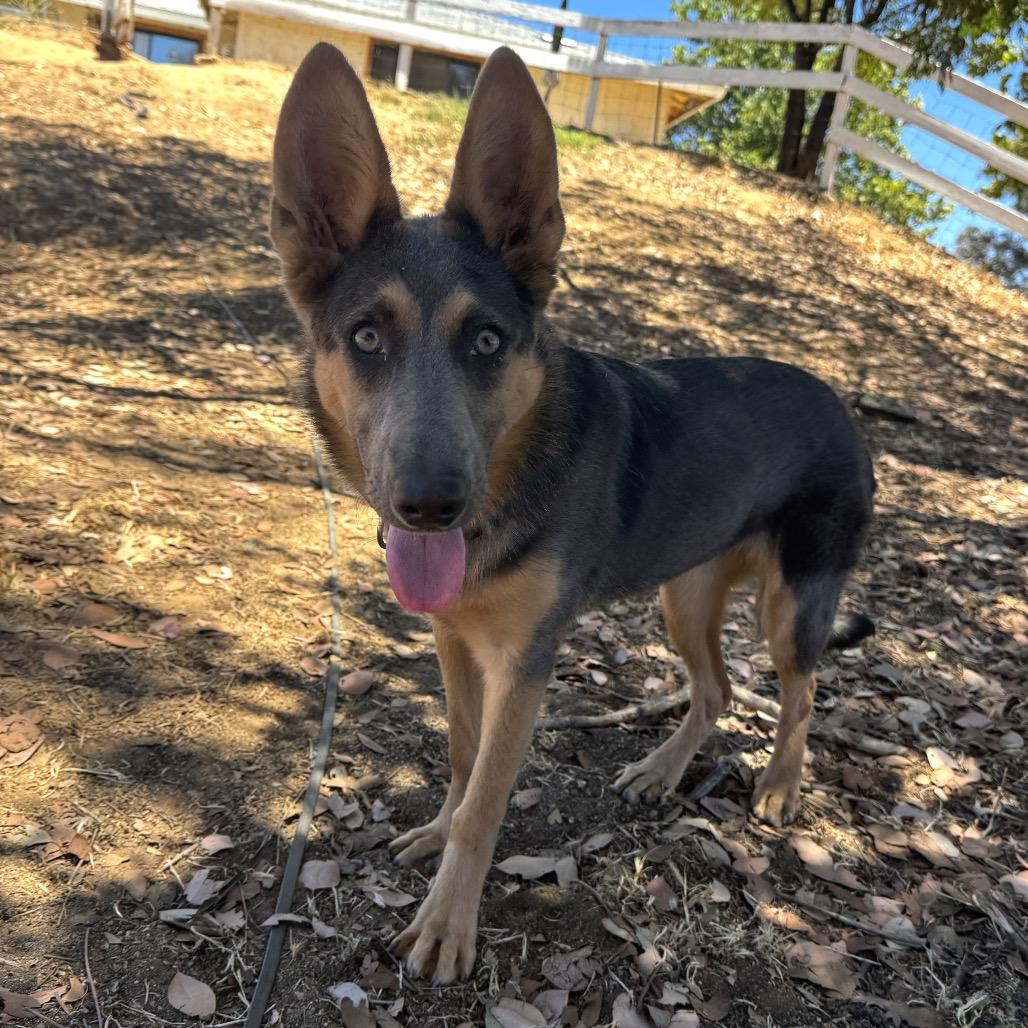 Enlarge Iris, a Adoptable mixed breed in San Diego, CA image 3/6