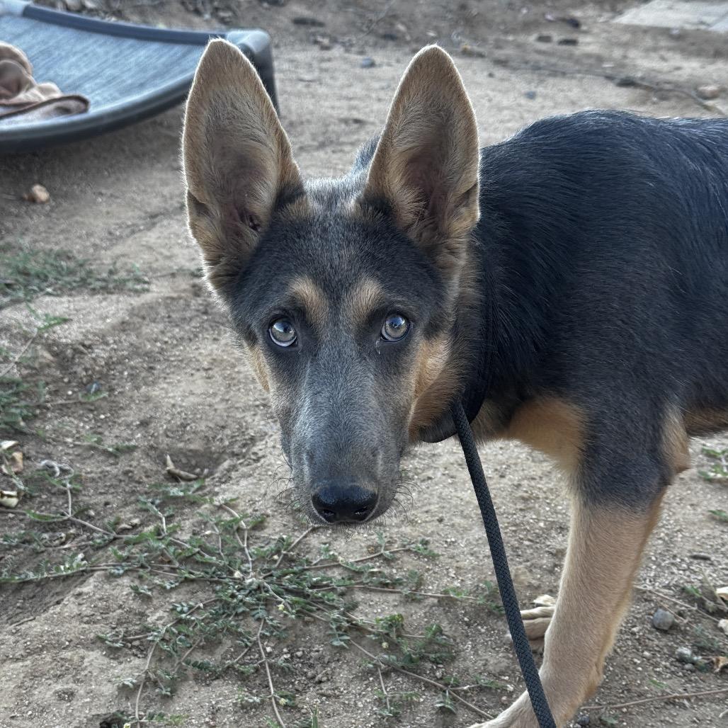 Enlarge Iris, a Adoptable mixed breed in San Diego, CA image 5/6