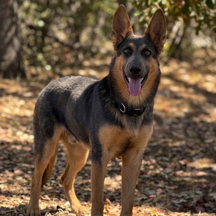 Enlarge Iris, a Adoptable mixed breed in San Diego, CA image 6/6