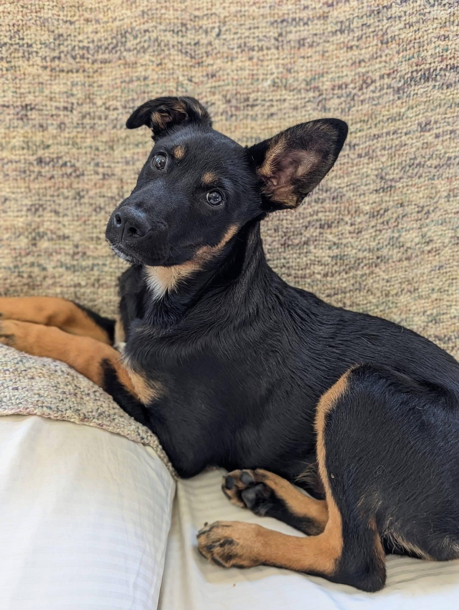 Enlarge Habanero , a Adoptable mixed breed in Mendham, NJ image 2/5