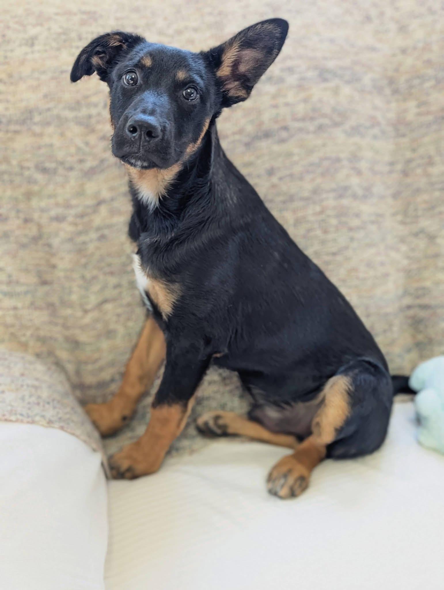 Enlarge Habanero , a Adoptable mixed breed in Mendham, NJ image 3/5