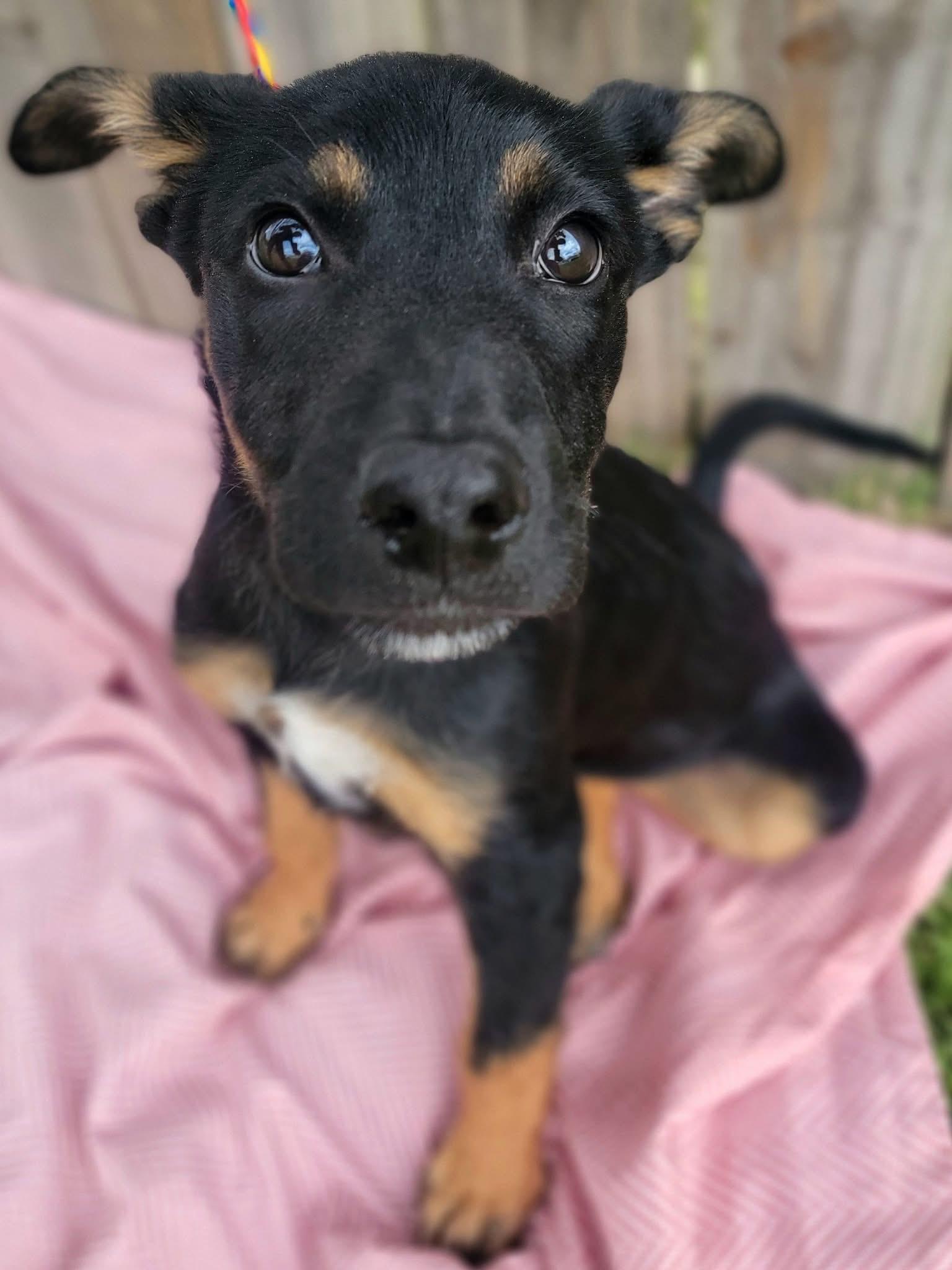 Habanero , Adoptable, Puppy Male Mixed Breed.
