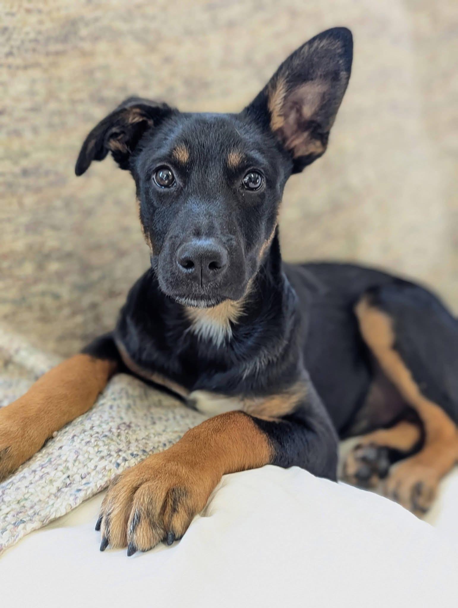 Enlarge Habanero , a Adoptable mixed breed in Mendham, NJ image 4/5
