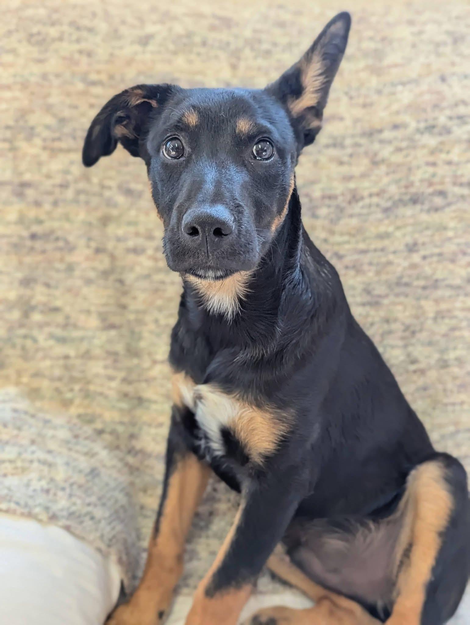 Enlarge Habanero , a Adoptable mixed breed in Mendham, NJ image 1/5