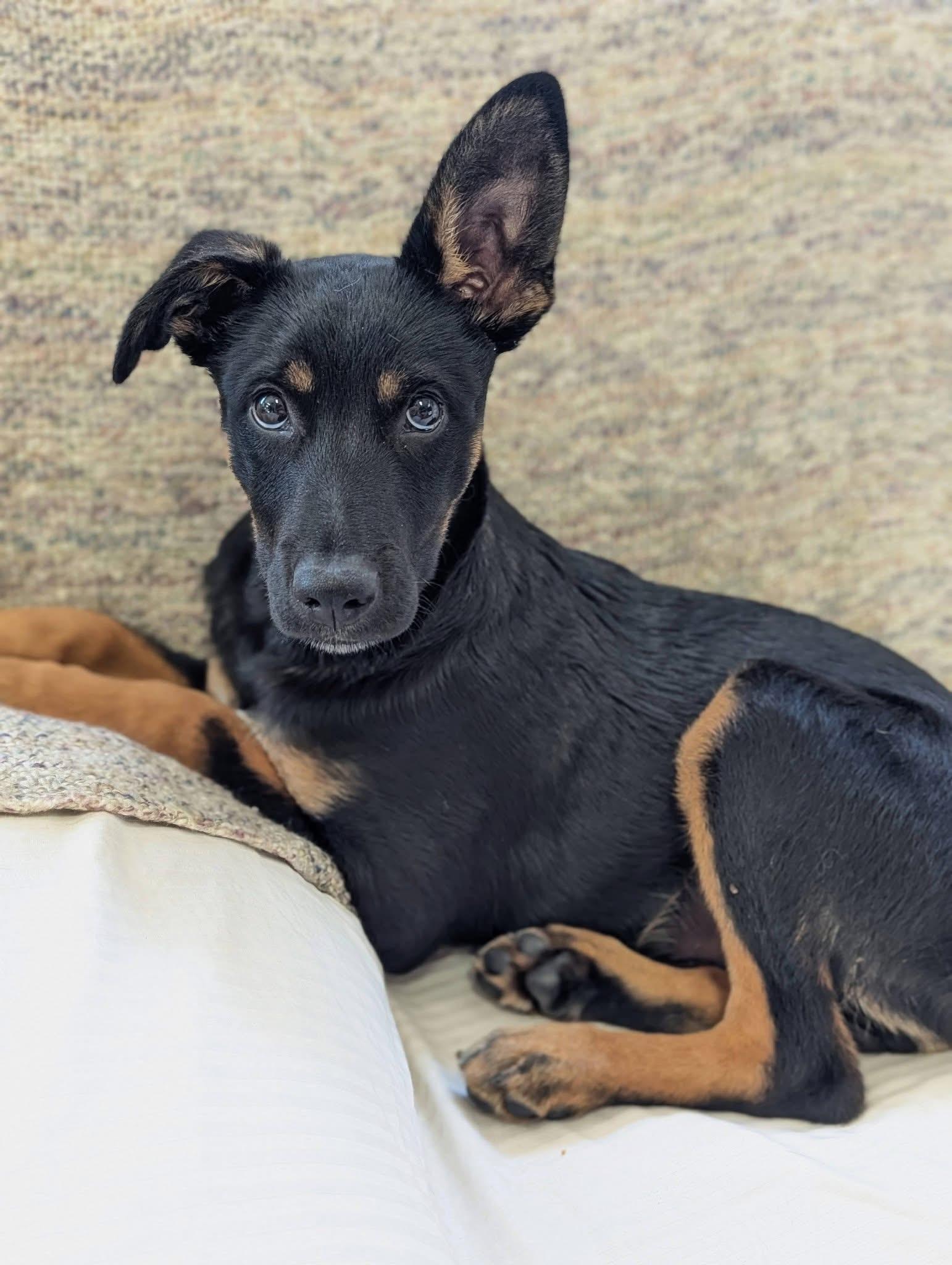 Enlarge Habanero , a Adoptable mixed breed in Mendham, NJ image 5/5