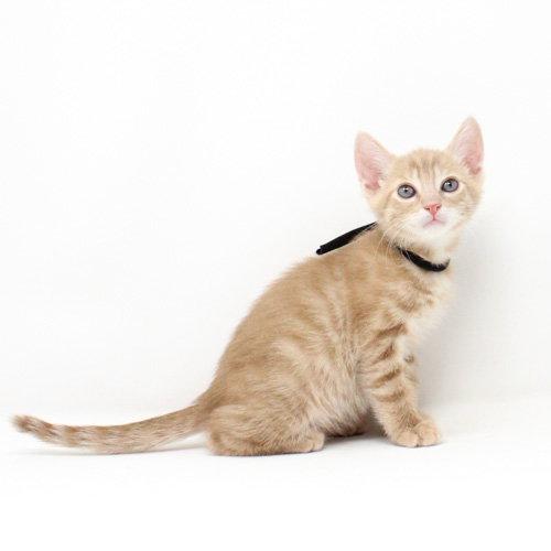 Enlarge Toasty, a Adopted Domestic Short Hair in Florence, AZ image 1/1