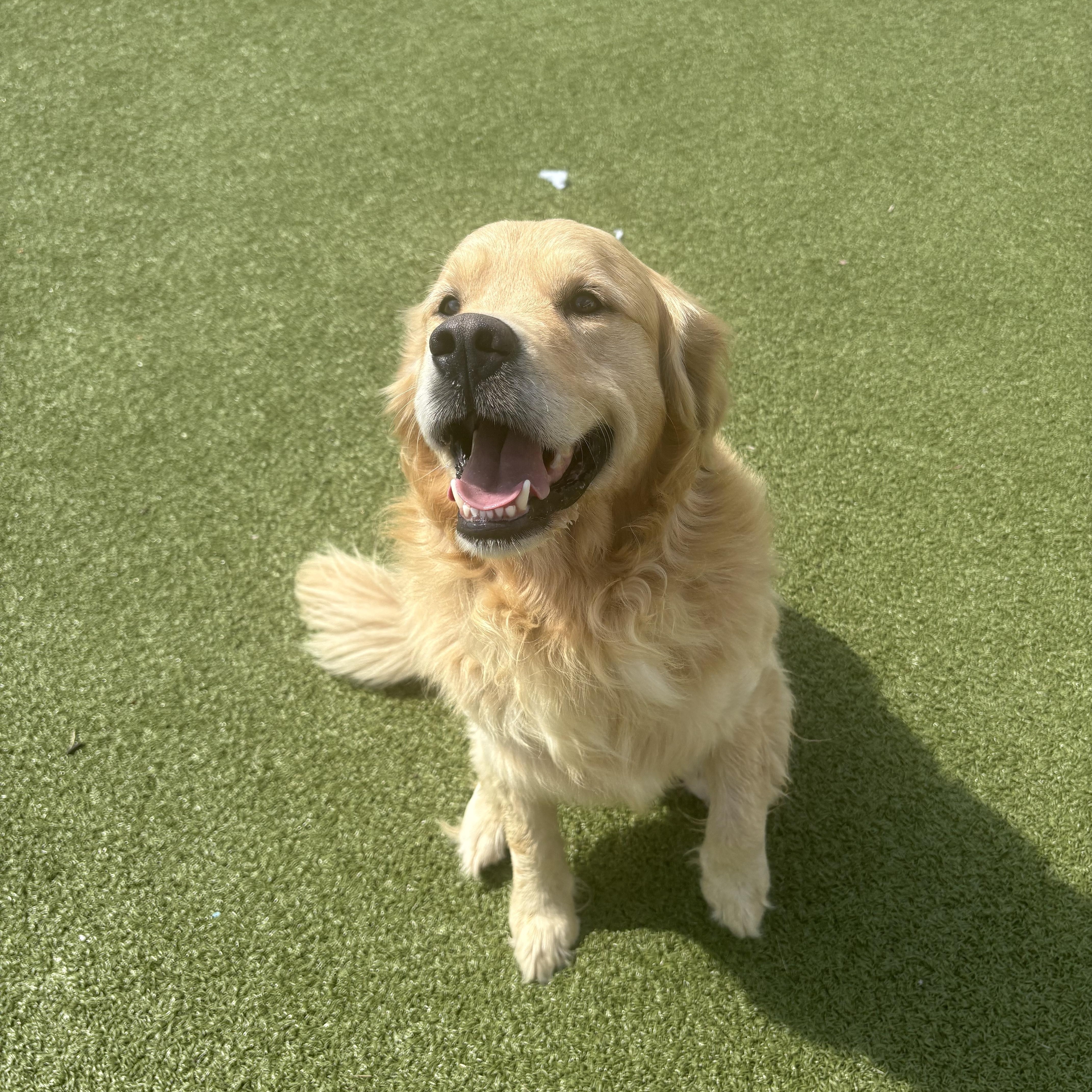 Enlarge Kingston, a Adoptable Golden Retriever in Hays, KS image 4/6