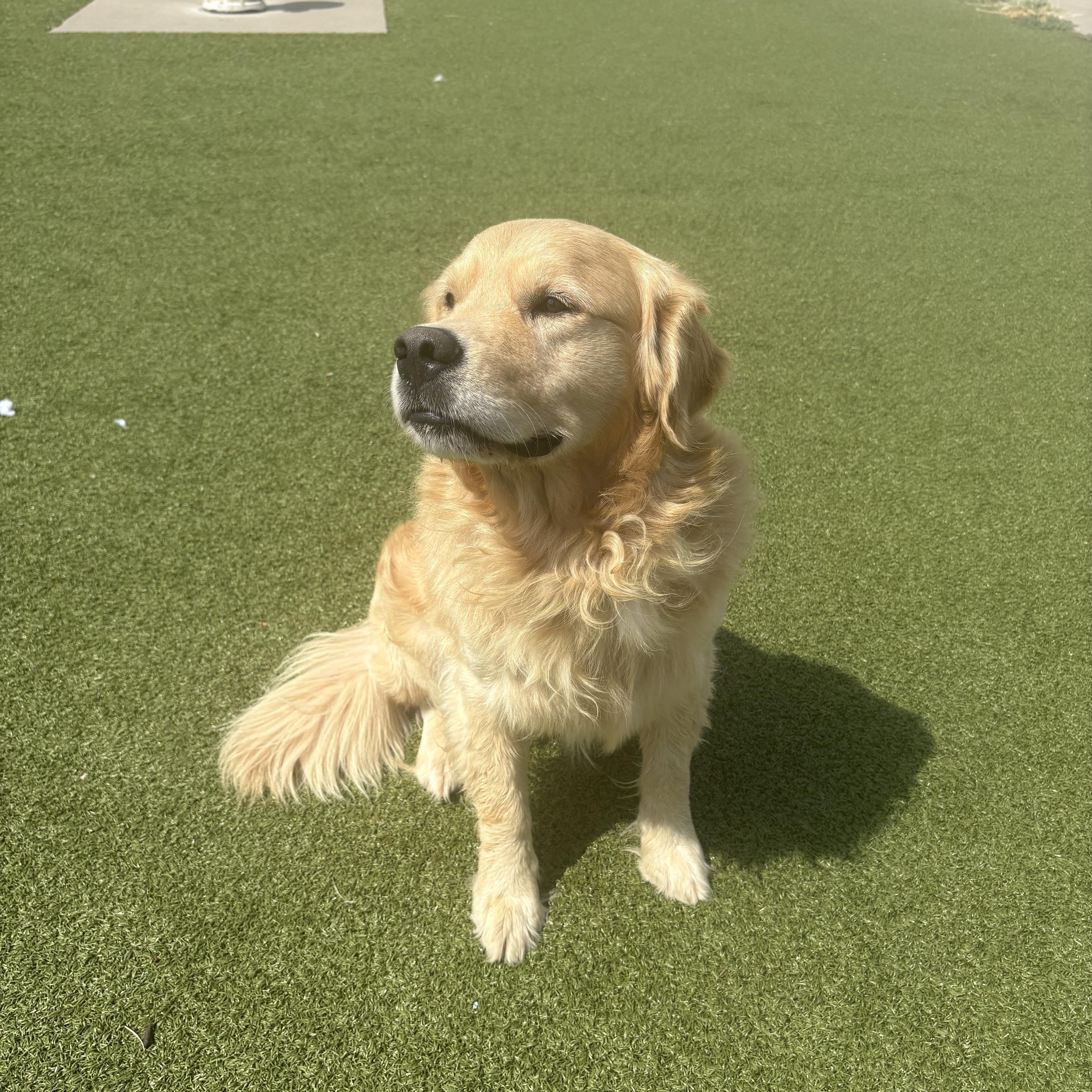 Enlarge Kingston, a Adoptable Golden Retriever in Hays, KS image 5/6
