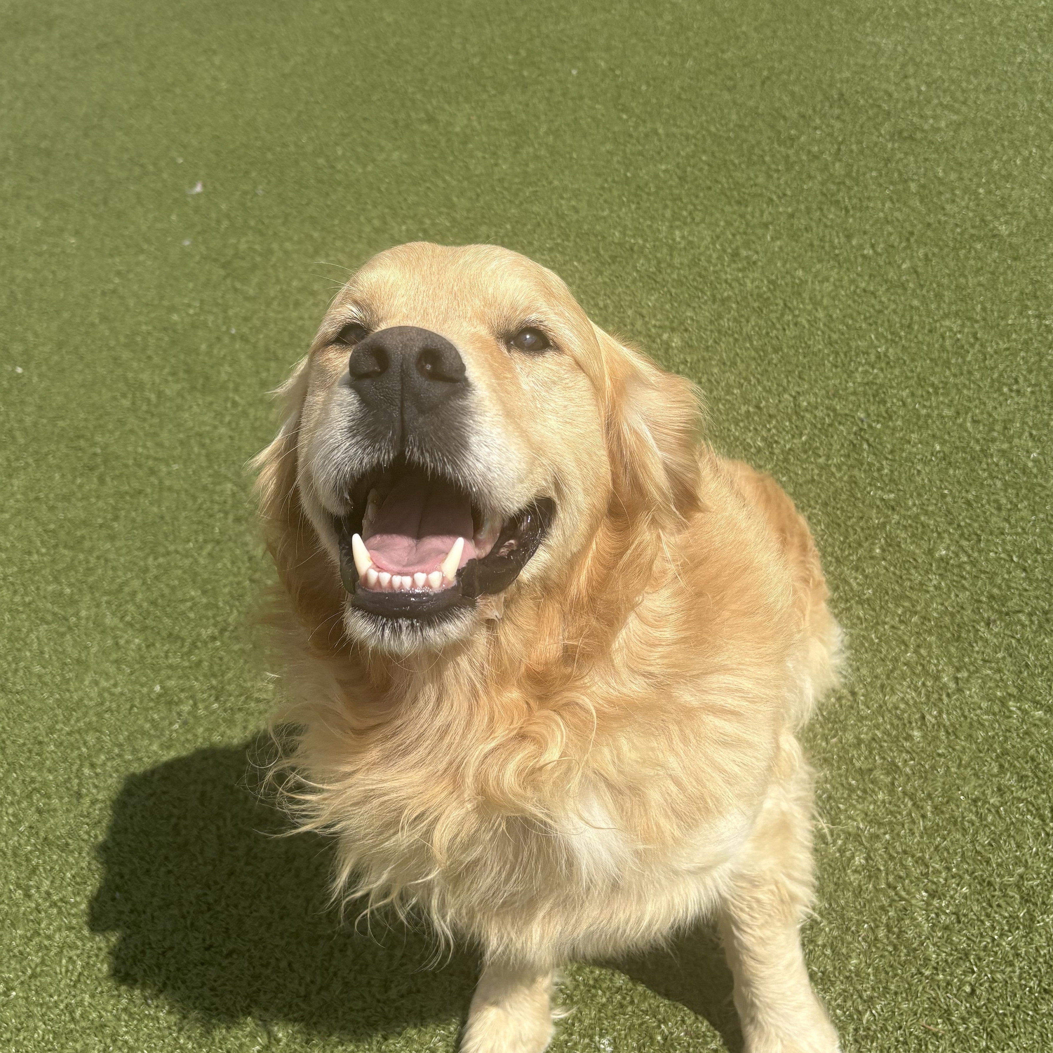 Enlarge Kingston, a Adoptable Golden Retriever in Hays, KS image 2/6