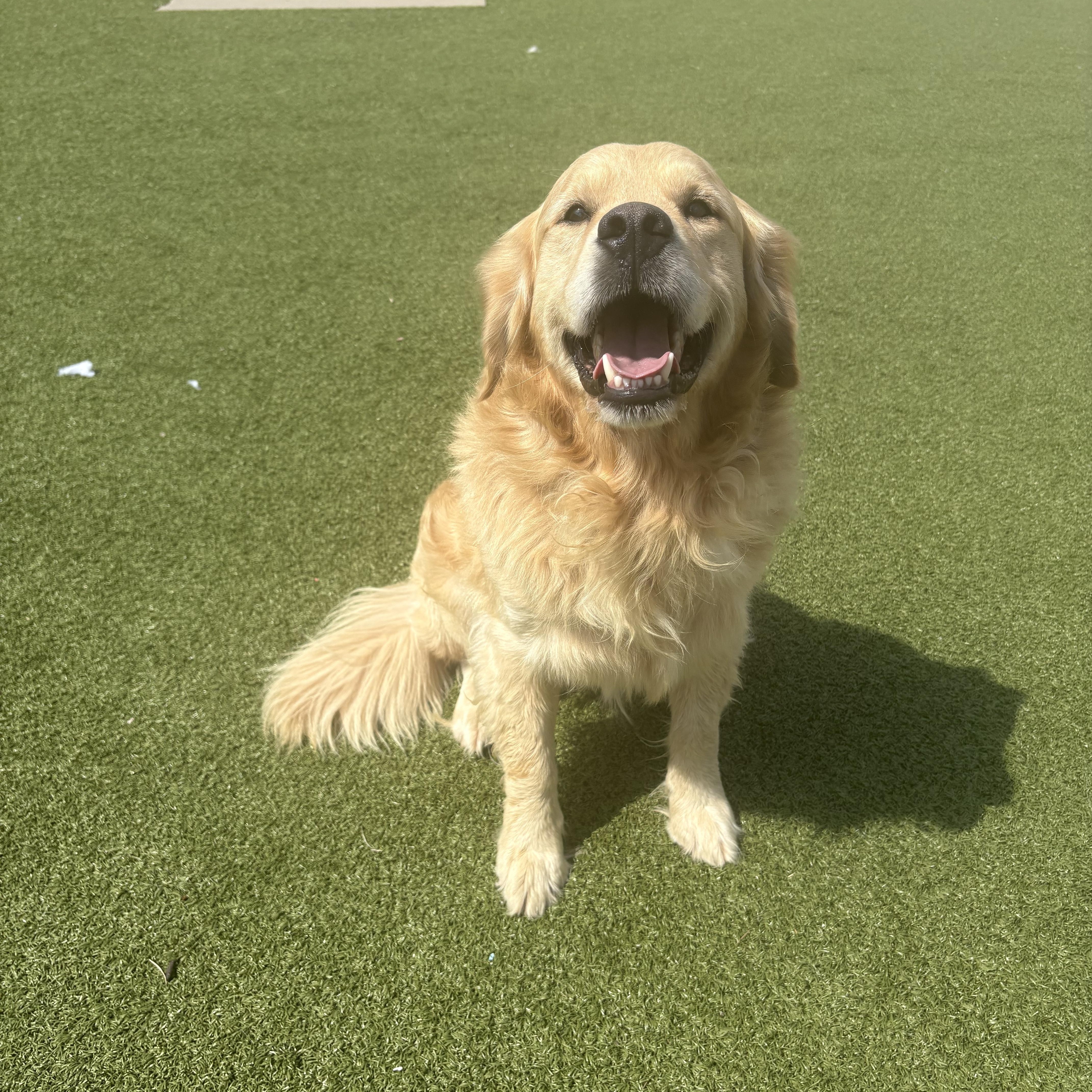 Enlarge Kingston, a Adoptable Golden Retriever in Hays, KS image 1/6