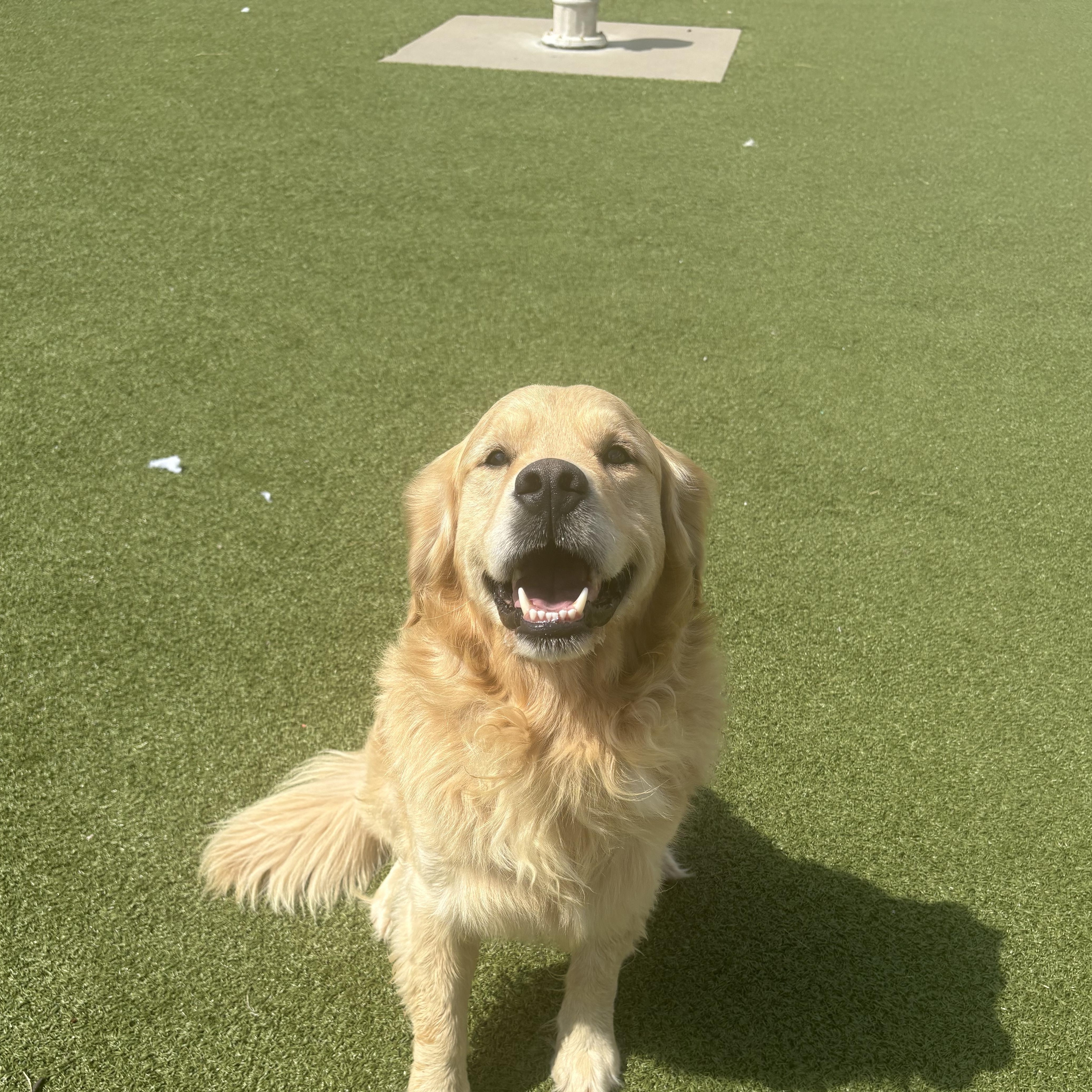 Enlarge Kingston, a Adoptable Golden Retriever in Hays, KS image 6/6
