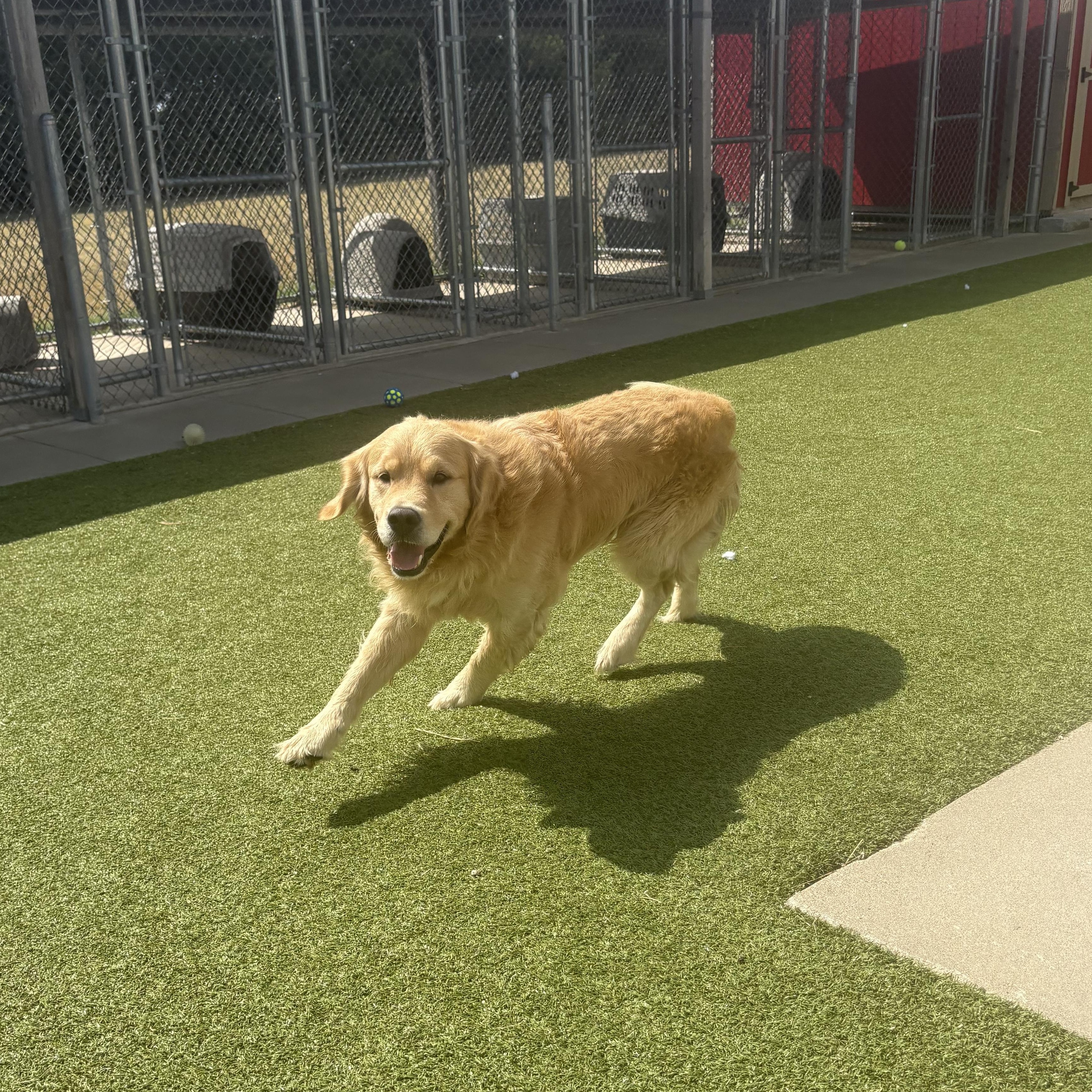 Enlarge Kingston, a Adoptable Golden Retriever in Hays, KS image 3/6
