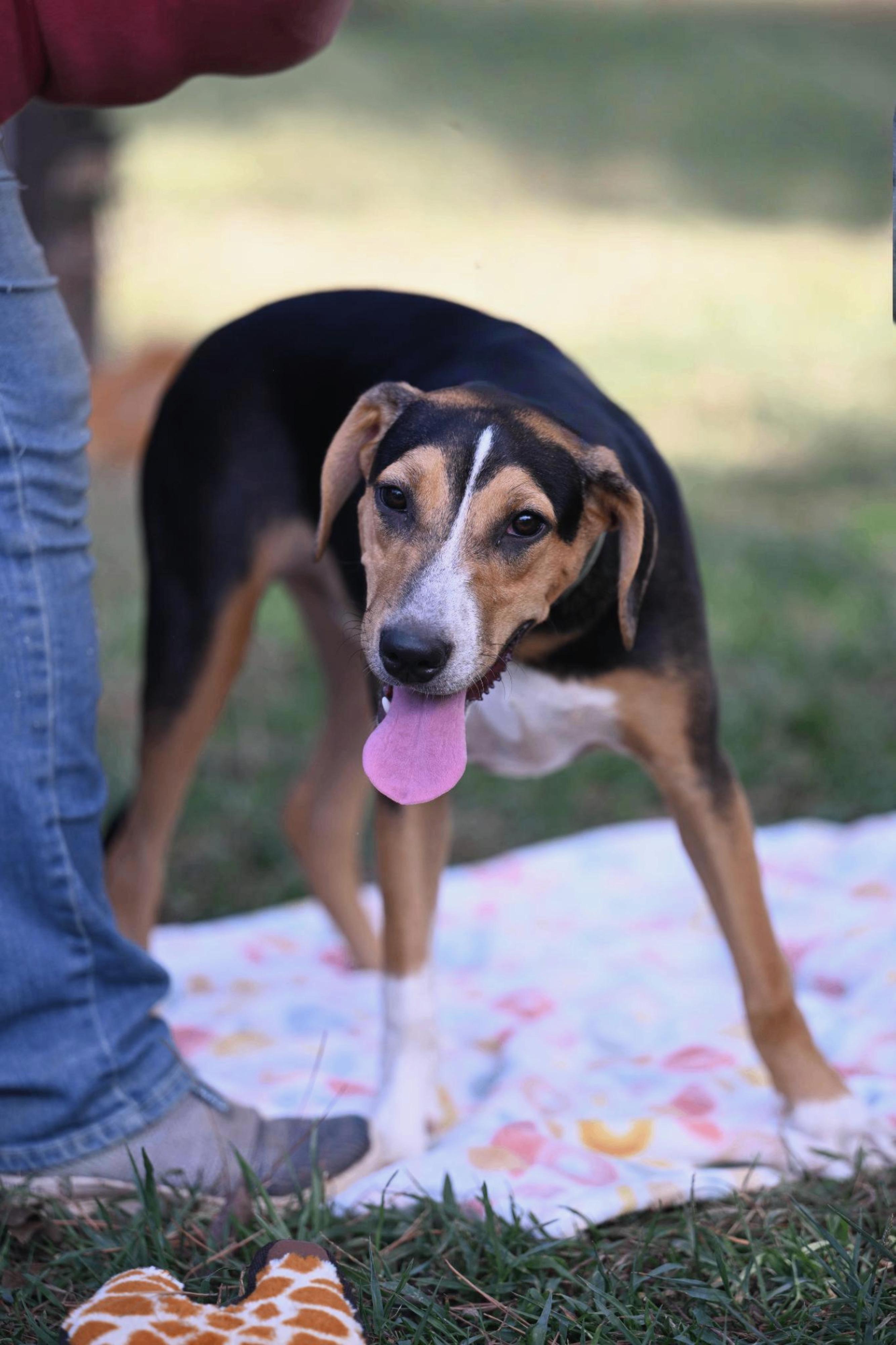 Enlarge Bailey, a Adoptable mixed breed in Wilmington, MA image 2/4