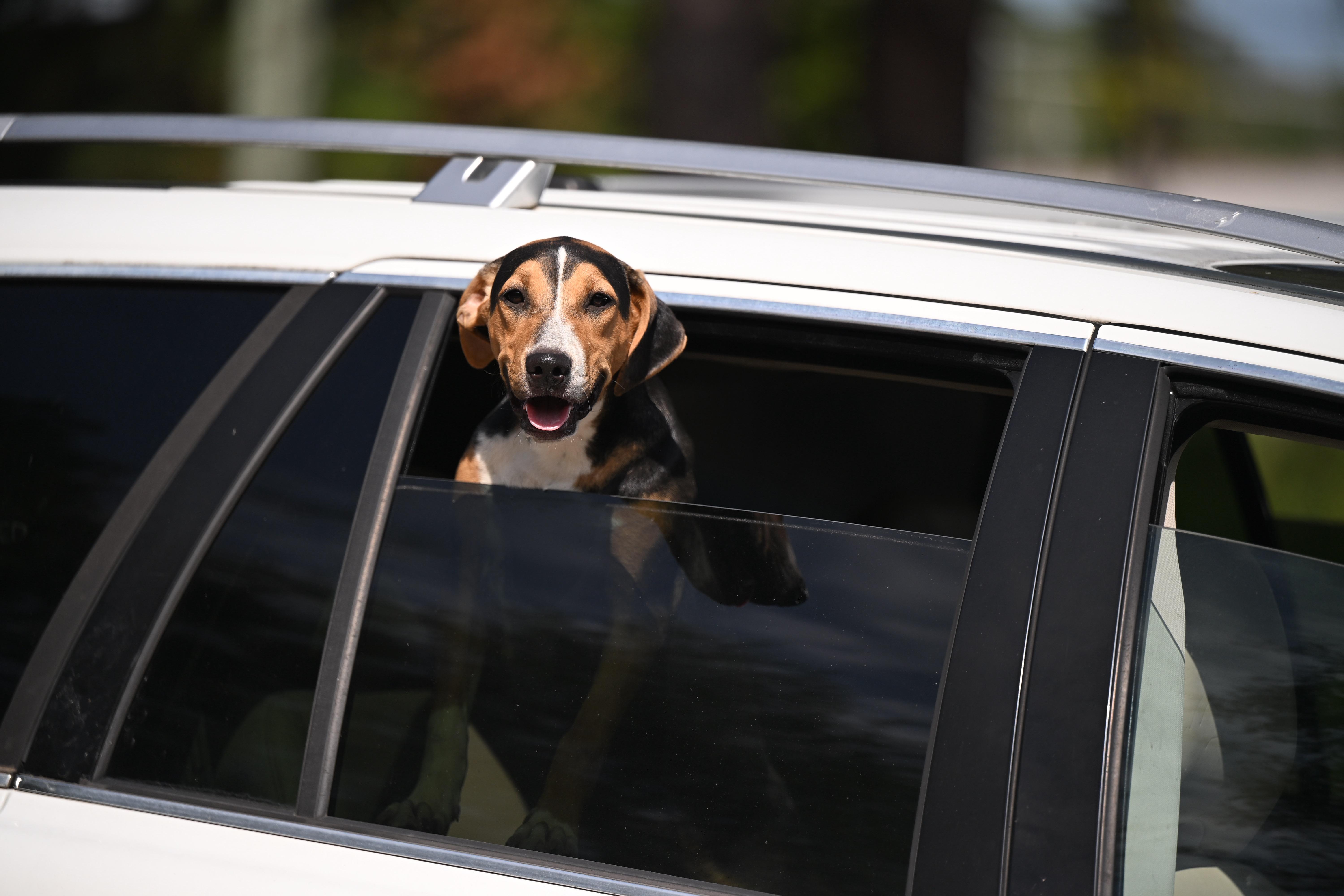 Bailey, Adoptable, Puppy Male Corgi & Beagle.