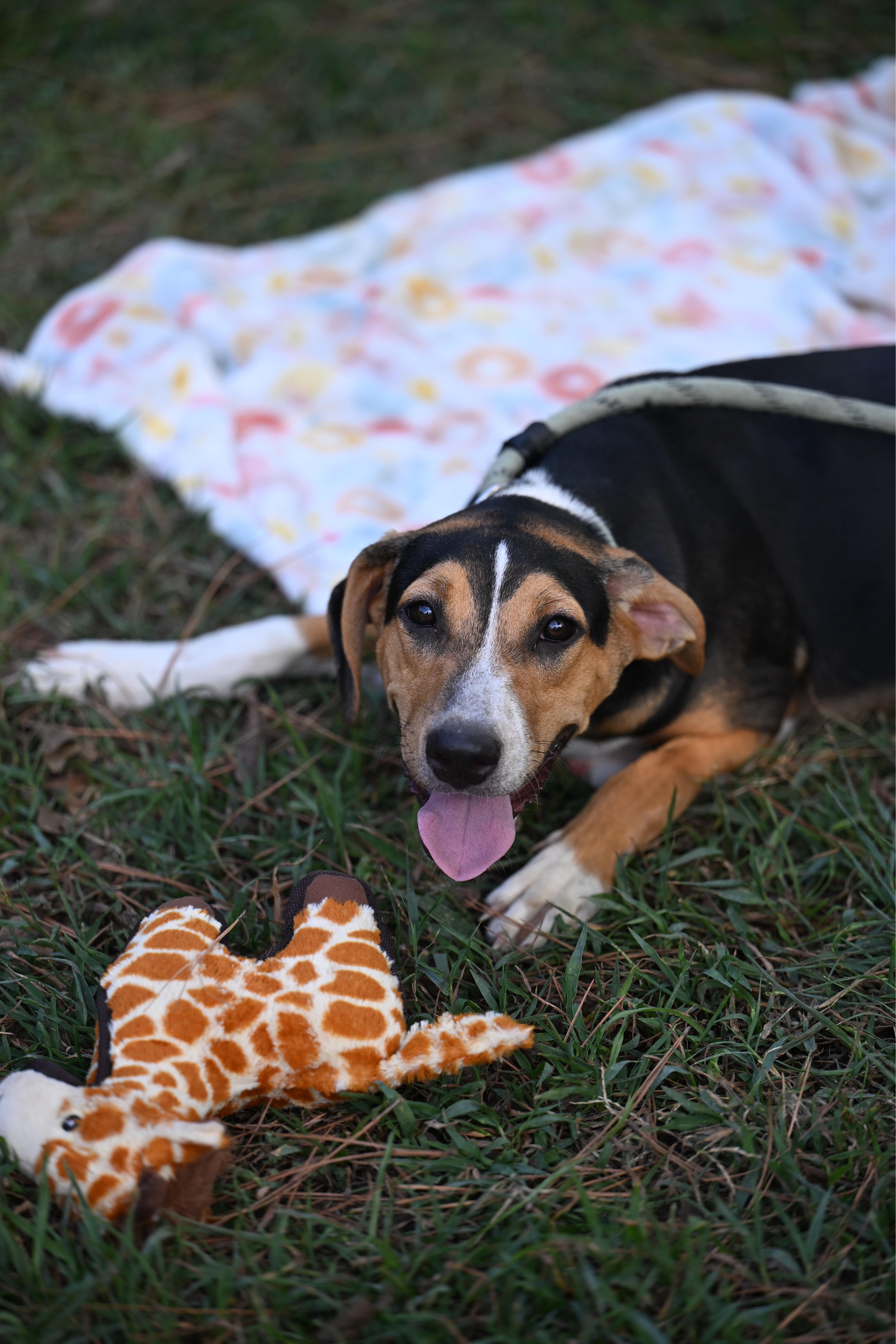 Enlarge Bailey, a Adoptable mixed breed in Wilmington, MA image 3/4
