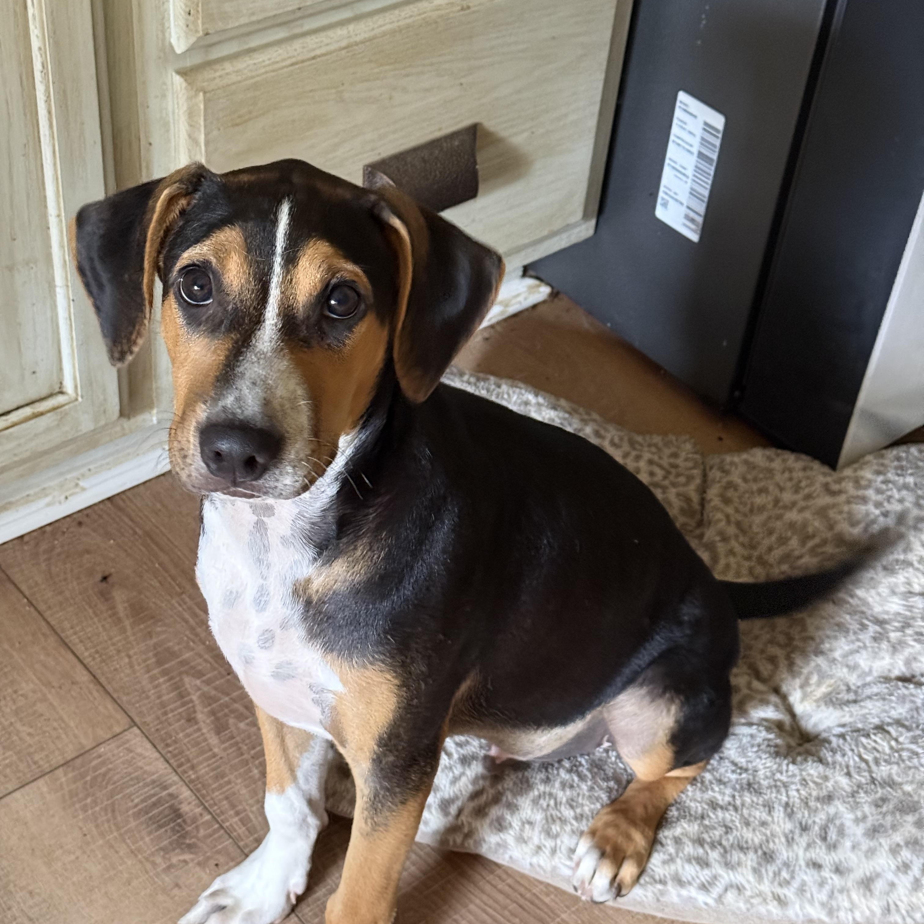 Enlarge Bailey, a Adoptable mixed breed in Wilmington, MA image 4/4