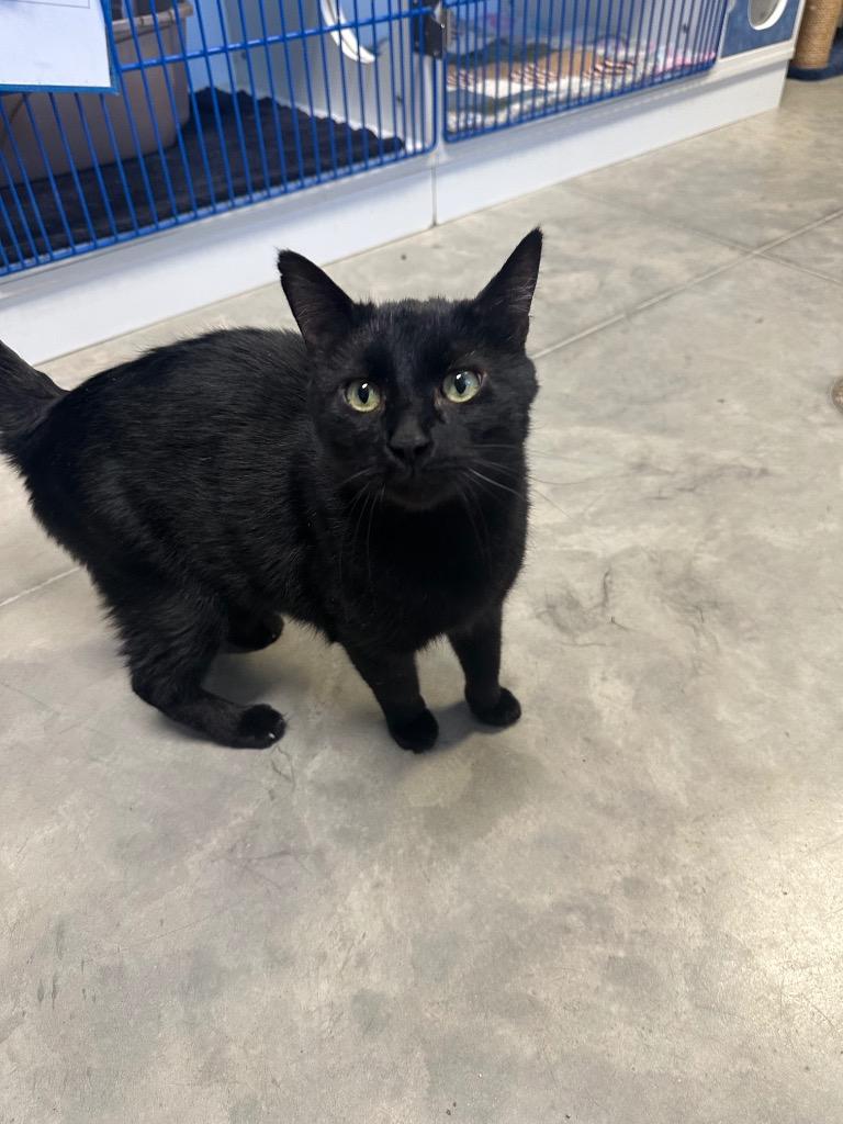 Wally, ADOPTABLE, Adult Male Domestic Short Hair.