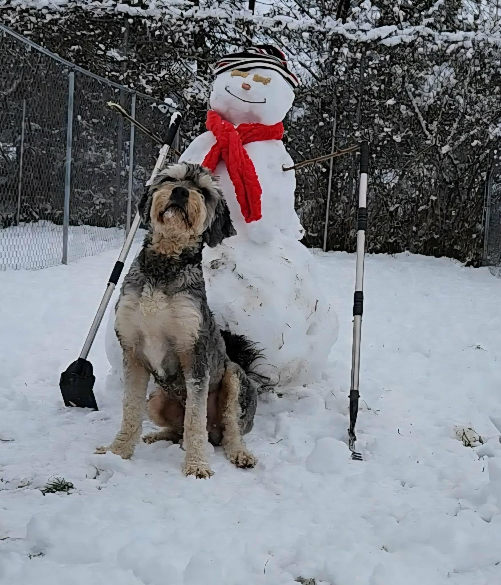 Silas, an adopted mixed breed in Caro, MI image 1/2