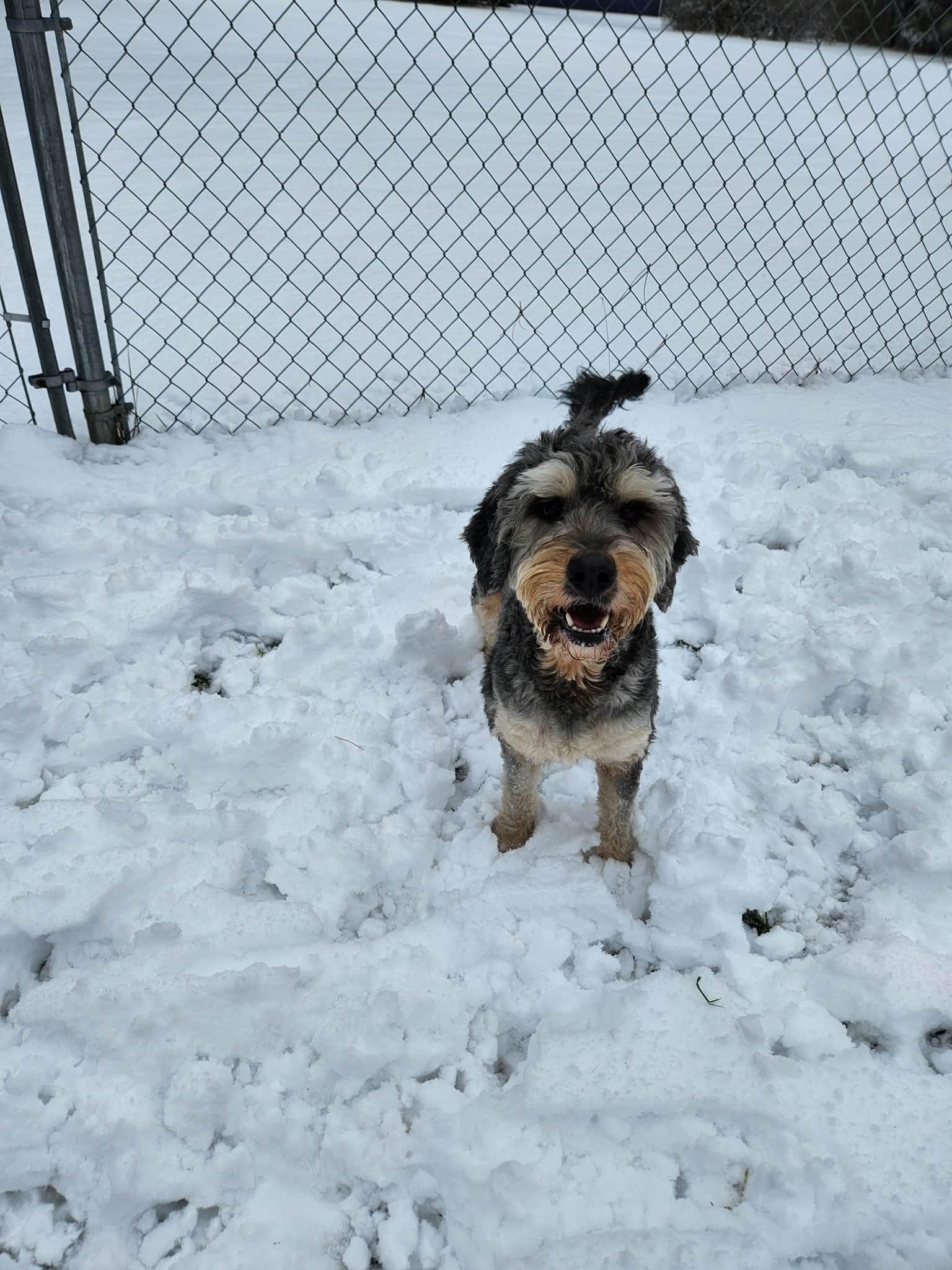 Silas, an adopted mixed breed in Caro, MI image 2/2