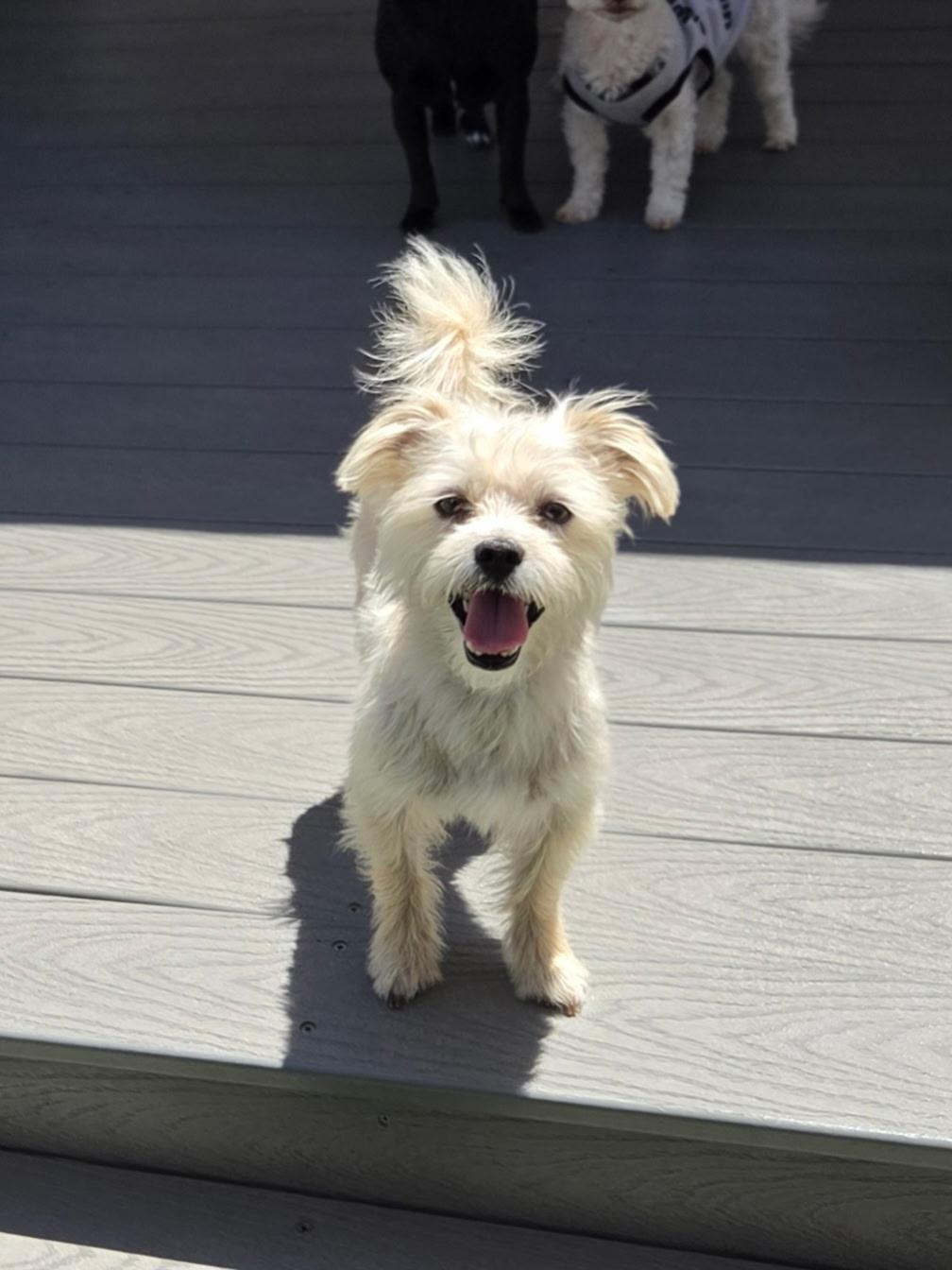 Stitch, a ADOPTABLE mixed breed in Gardena, CA image 2/4
