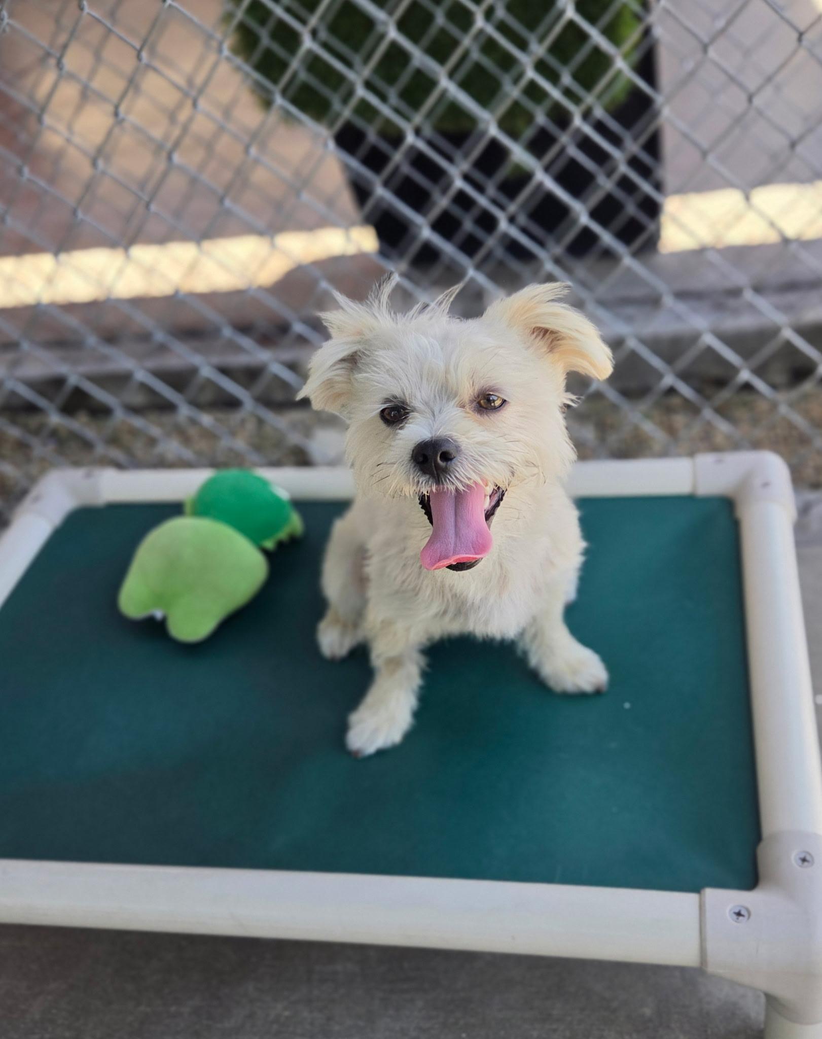 Stitch, a ADOPTABLE mixed breed in Gardena, CA image 3/4