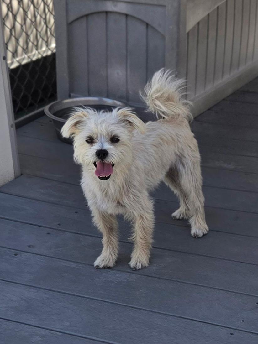 Stitch, a ADOPTABLE mixed breed in Gardena, CA image 1/4