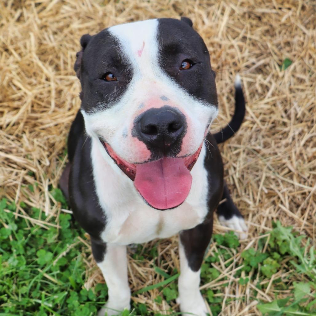 Enlarge Rosie, a Adoptable Mixed Breed in Jeffersonville, IN image 1/5