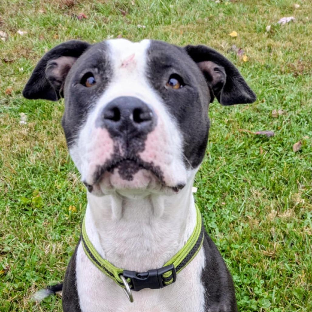 Rosie, a Adoptable Mixed Breed in Jeffersonville, IN image 1/2