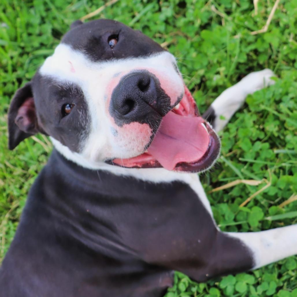 Enlarge Rosie, a Adoptable Mixed Breed in Jeffersonville, IN image 3/5