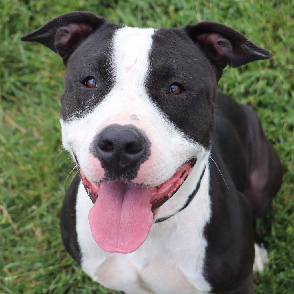 Enlarge Rosie, a Adoptable Mixed Breed in Jeffersonville, IN image 4/5
