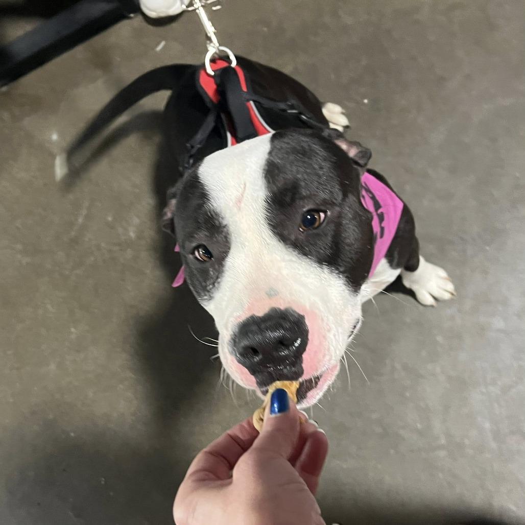 Enlarge Rosie, a Adoptable Mixed Breed in Jeffersonville, IN image 5/5