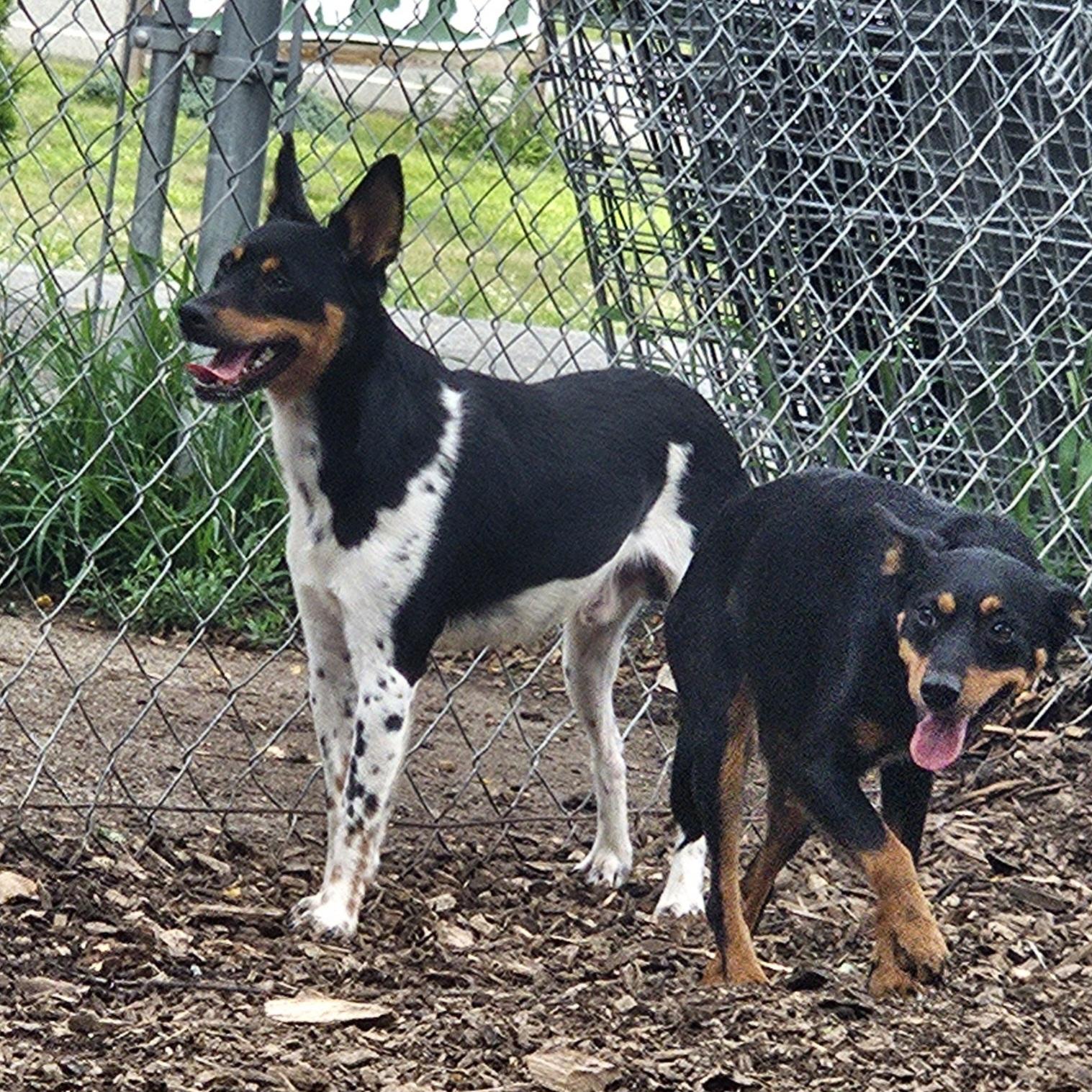Enlarge Levi, a Adoptable Miniature Pinscher in Ringwood, NJ image 4/6