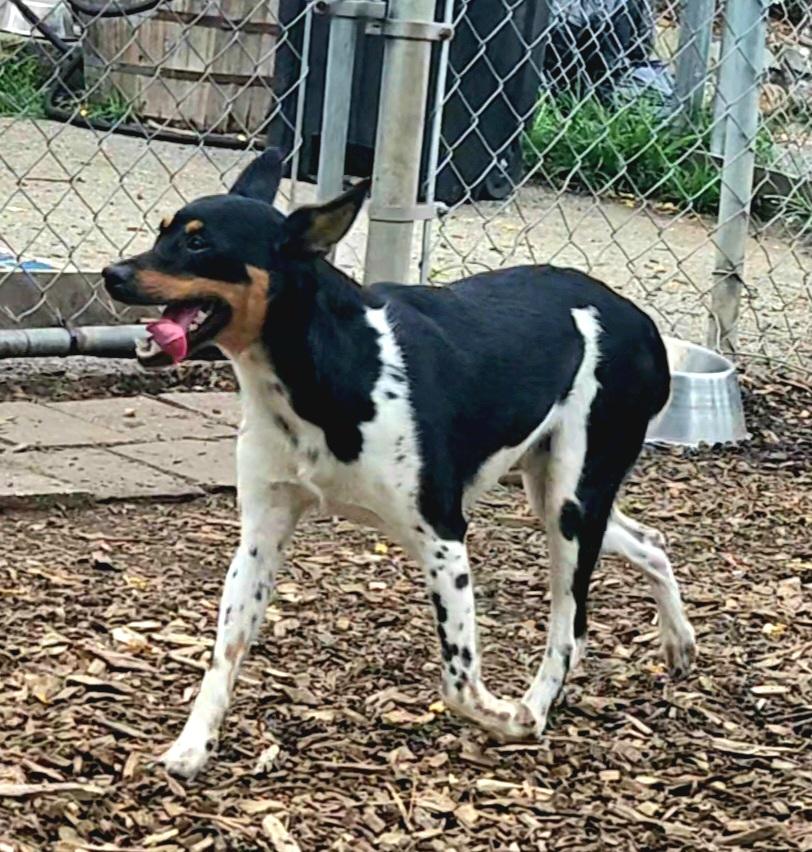 Enlarge Levi, a Adoptable Miniature Pinscher in Ringwood, NJ image 6/6