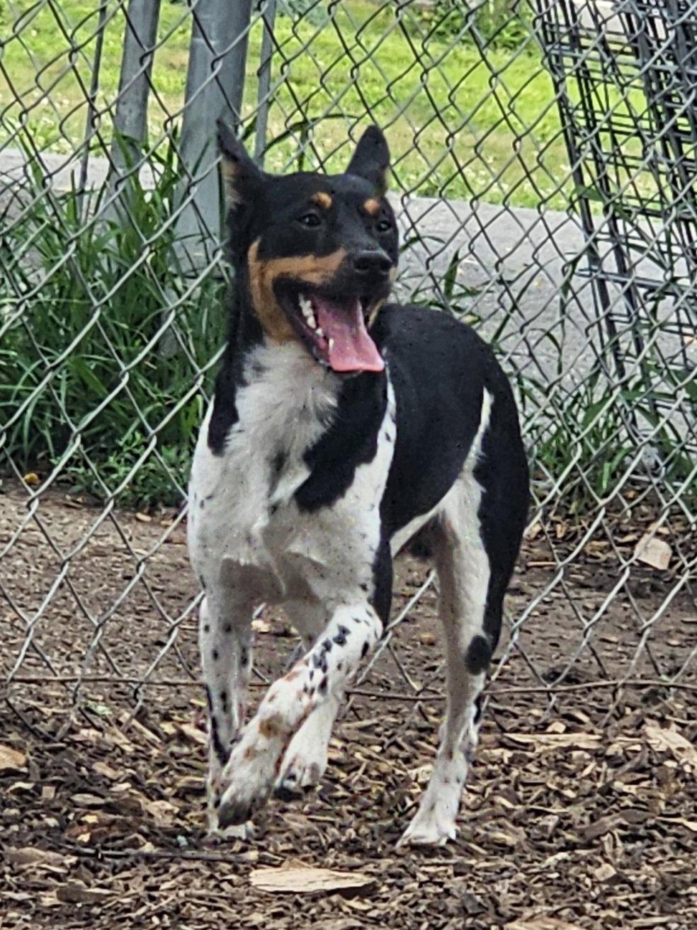 Enlarge Levi, a Adoptable Miniature Pinscher in Ringwood, NJ image 1/3