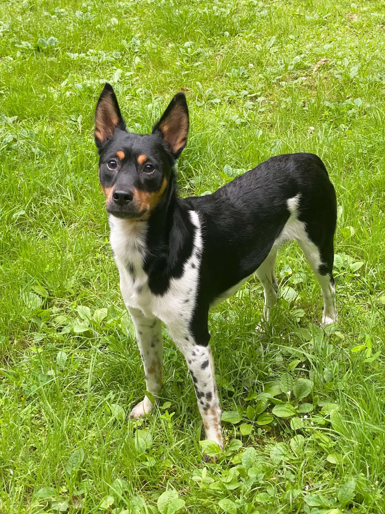 Enlarge Levi, a Adoptable Miniature Pinscher in Ringwood, NJ image 2/3