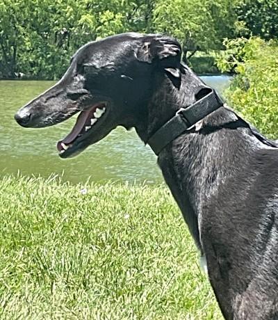 Enlarge Xyla, a ADOPTABLE Greyhound in Dallas, TX image 1/1