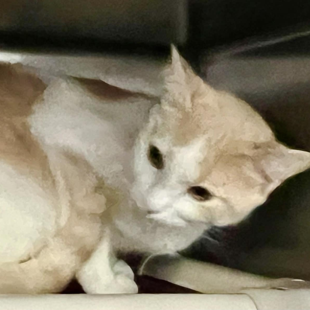 Nebula, an adopted Domestic Short Hair in Myrtle Beach, SC image 5/6