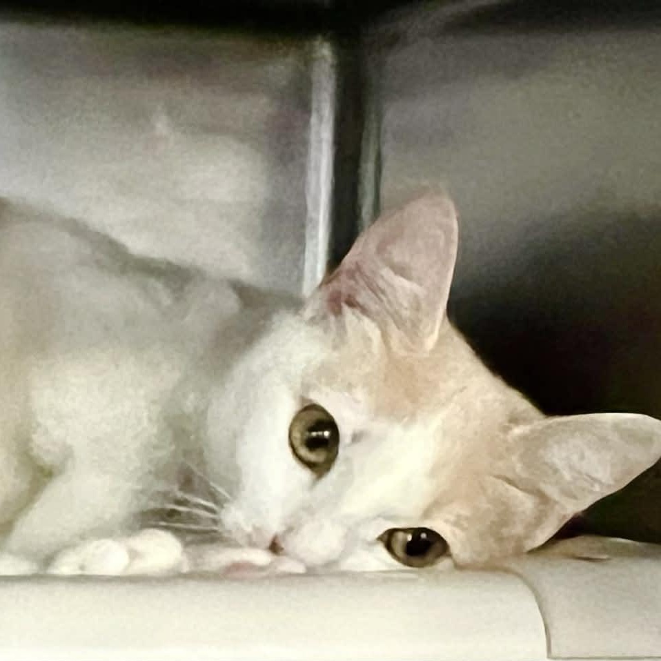 Nebula, an adopted Domestic Short Hair in Myrtle Beach, SC image 2/6